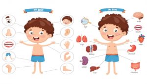 các bộ phận trên cơ thể bằng tiếng anh