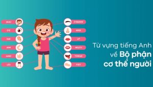 các cụm từ vựng theo chủ đề các bộ phận trên cơ thể bằng tiếng anh