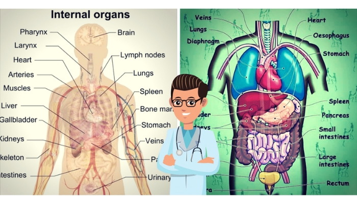 từ vựng về các bộ phận bên trong – the internal organs