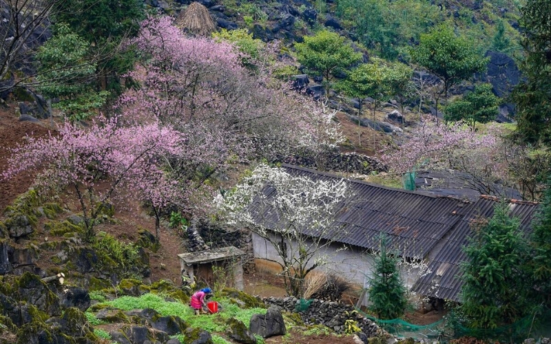 du lịch hà giang mùa xuân