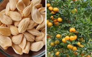 Kinh doanh hạt giống cây ăn trái
