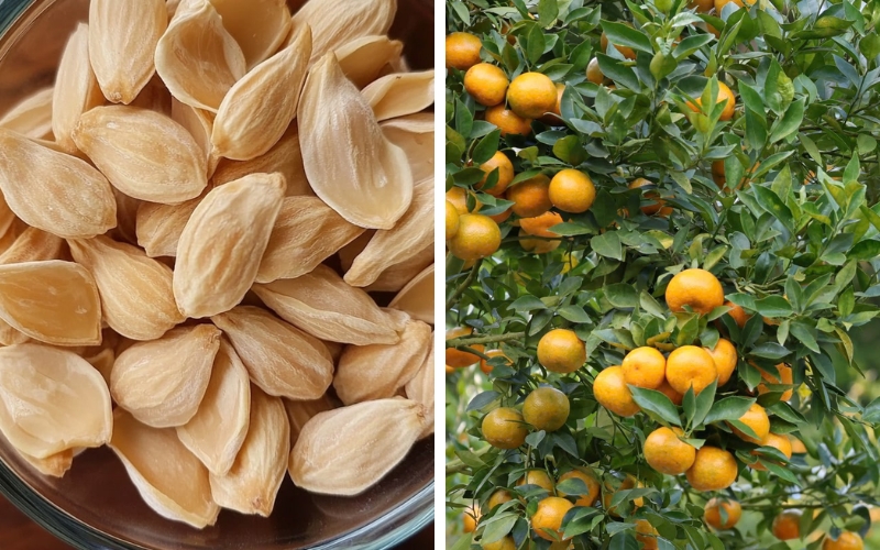 Kinh doanh hạt giống cây ăn trái