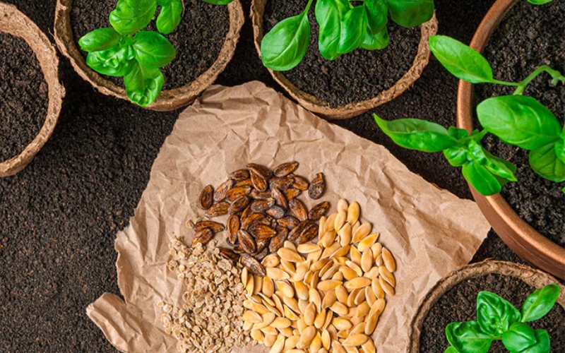 Kinh doanh hạt giống cây gia vị