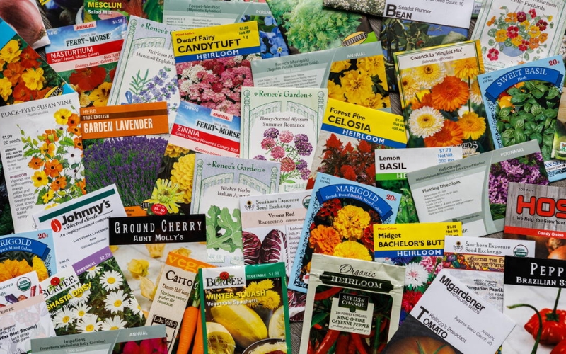 Kinh doanh hạt giống độc lạ