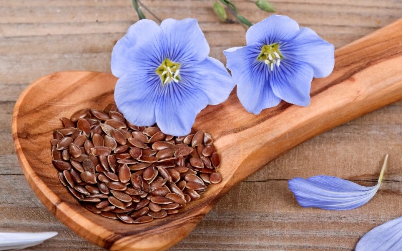 Kinh doanh hạt giống hoa