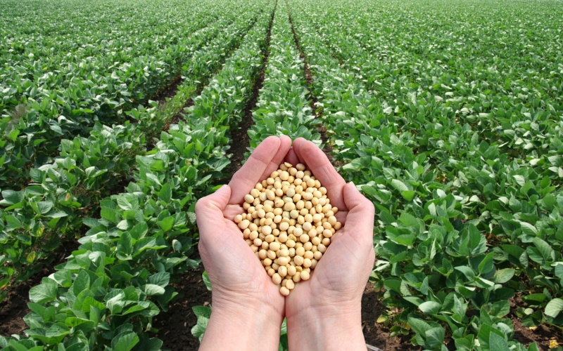 Kinh doanh hạt giống kết hợp vườn ươm