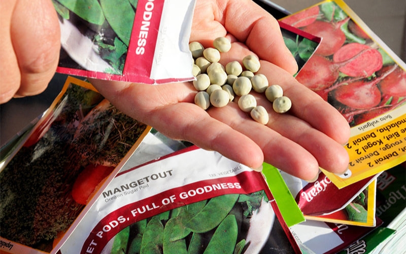 Kinh doanh hạt giống rau củ